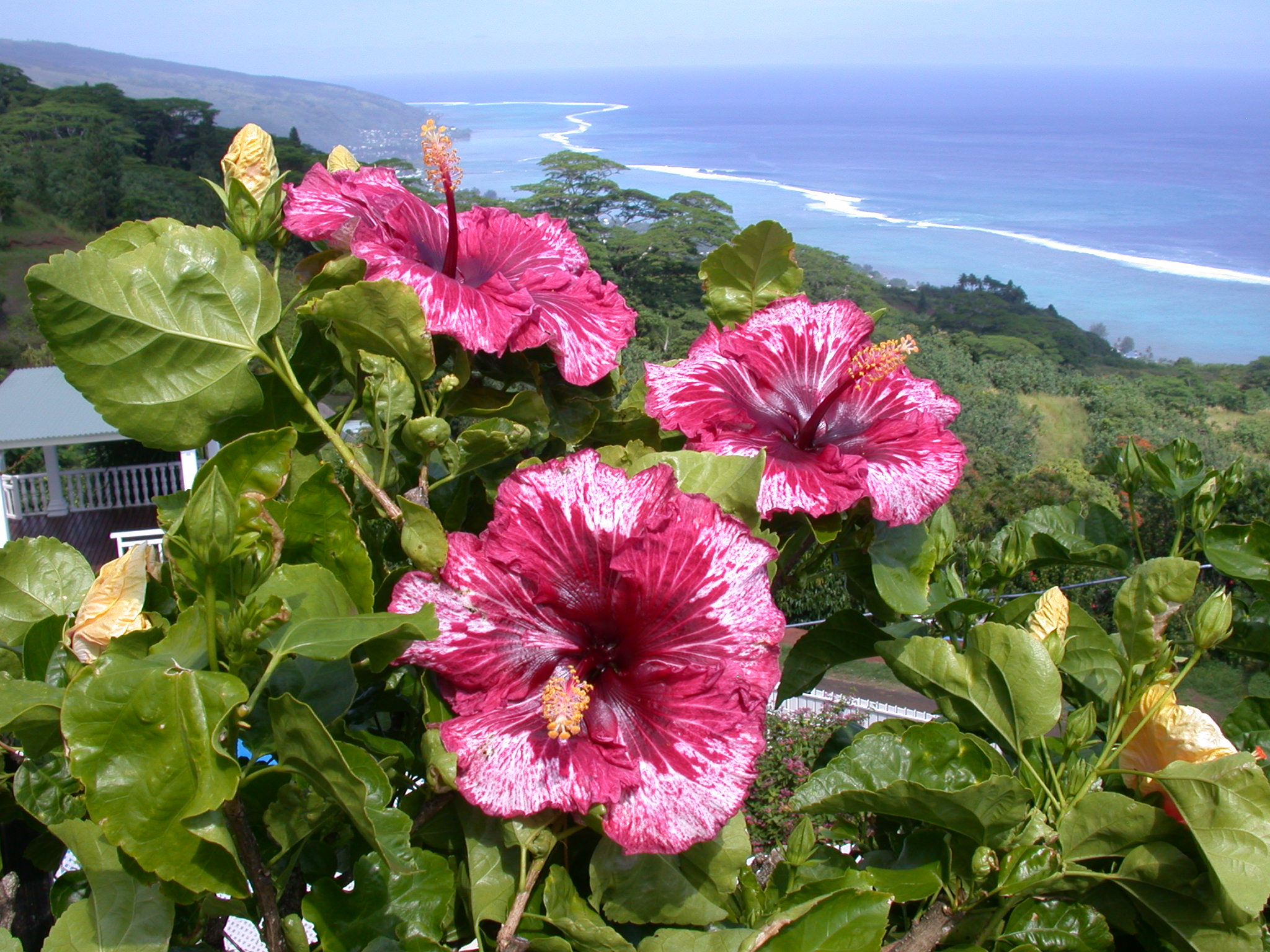 Tahitian Purple Splendor